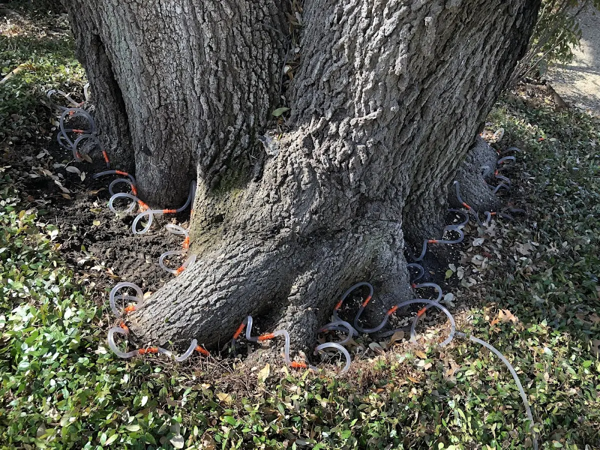 Detailed Tree Cabling and Bracing job site in Bradley Beach