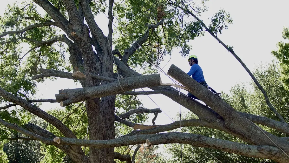 Professional Crown Thinning performed by certified arborists in Bradley Beach
